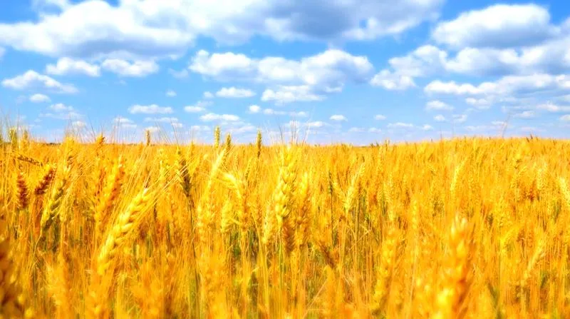 Import zboża z Ukrainy
