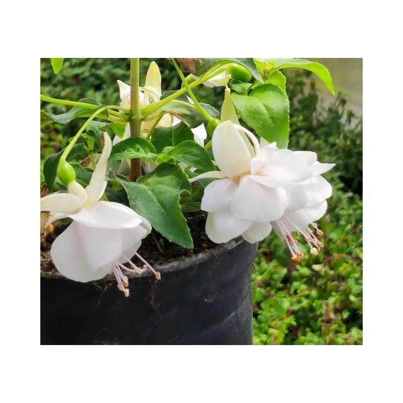 Kalendarz wysiewu fuksji