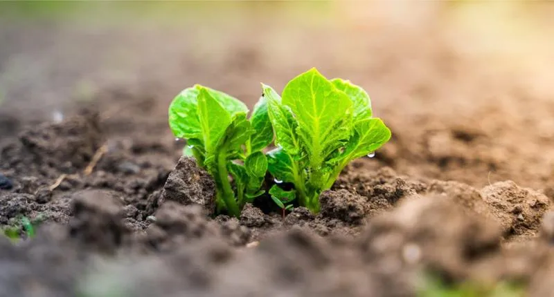 Kiedy nawozić rośliny ogrodowe