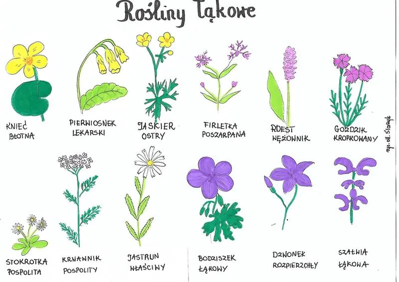 Koniczyna łąkowa