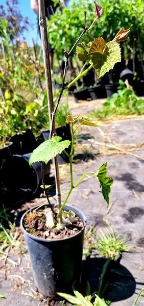 Koszty sadzonek winogron