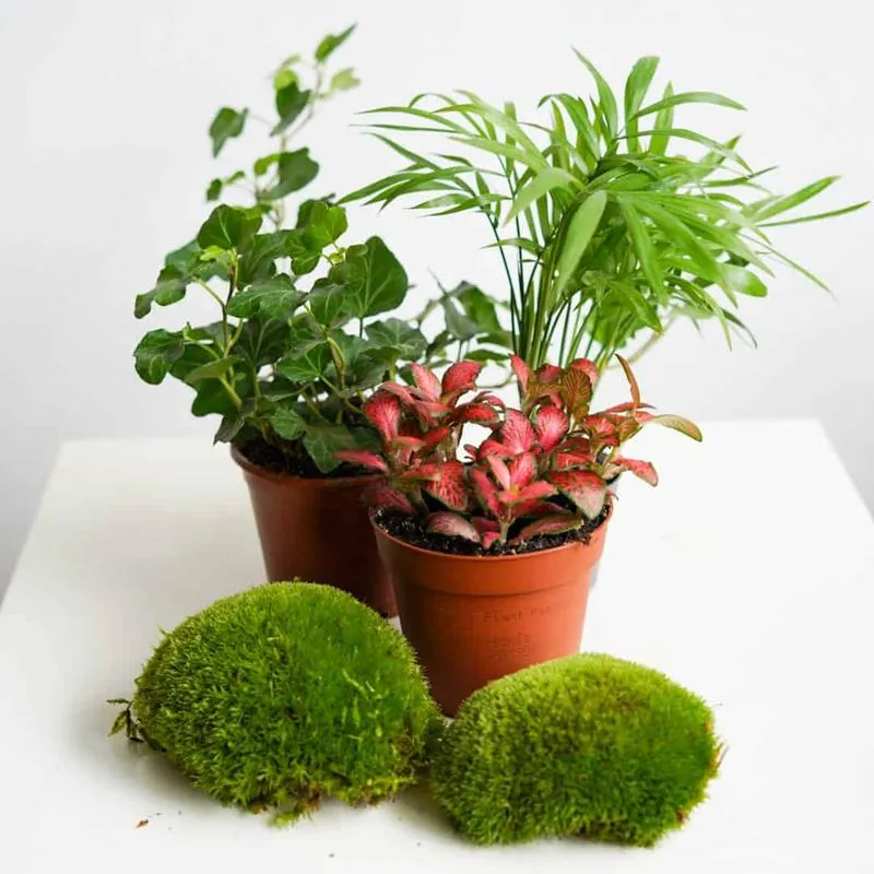 Las w słoiku krok po kroku