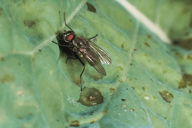Metody biologiczne w ochronie roślin