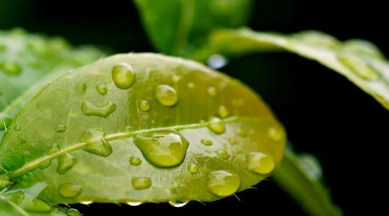 Metody pomiaru plonów