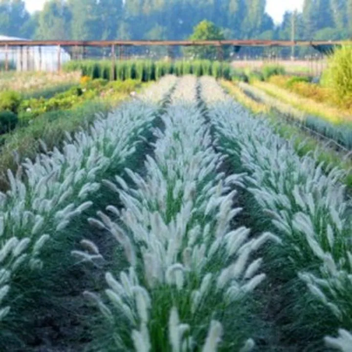 Metody sadzonkowania