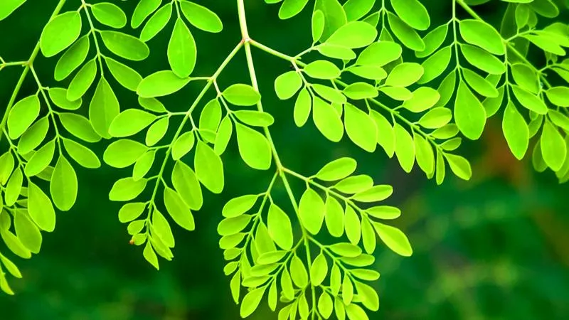 Moringa w kuchni