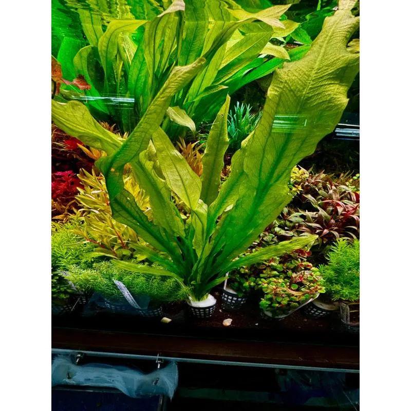 Najczęstsze błędy uprawy roślin w koszyczkach