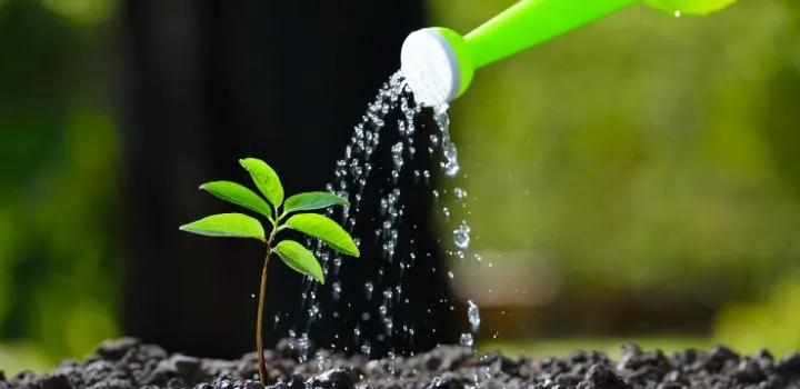 Narzędzia do uprawy malin