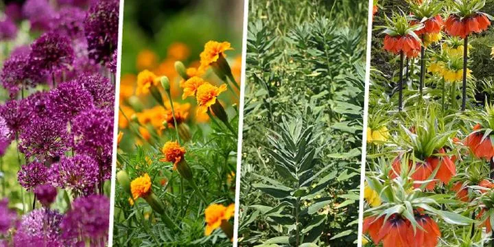 Naturalne metody zwalczania kretów