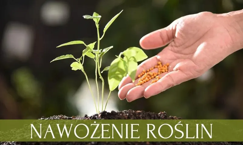 Naturalne nawozy dla drzewek