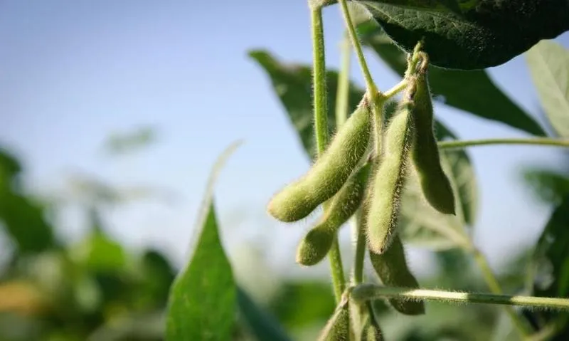 Naturalne nawozy w ogrodzie