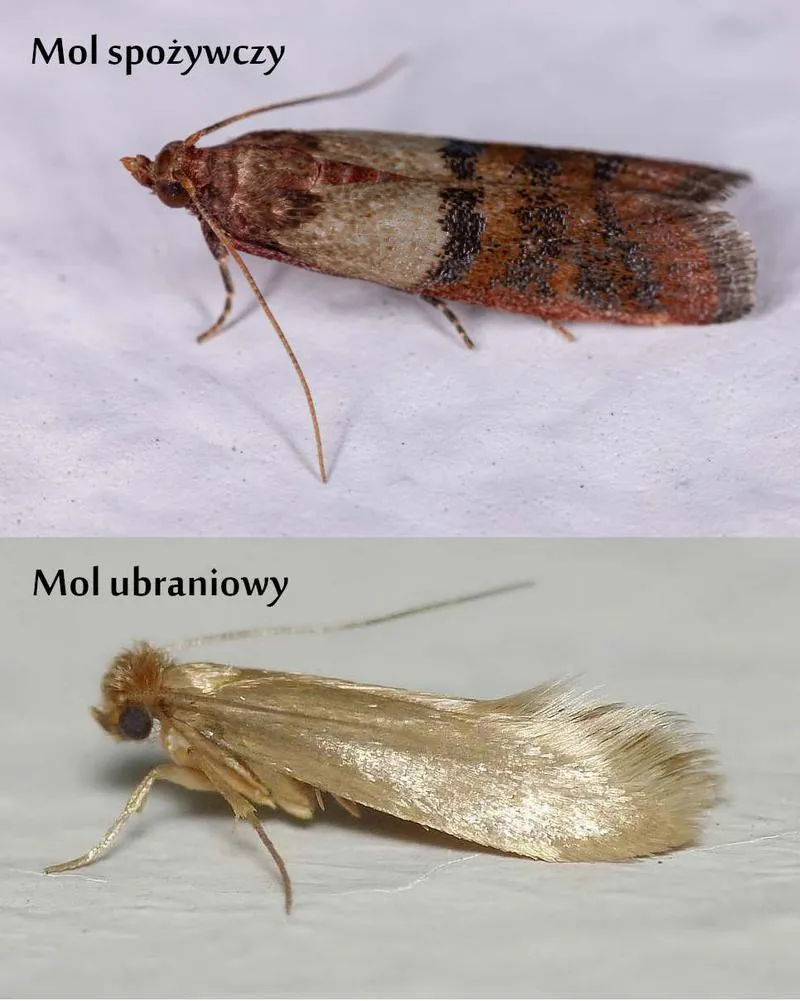 Naturalne repelenty na mole