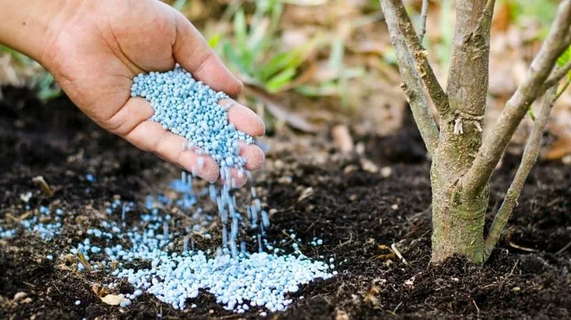 Nawożenie wiosenne roślin