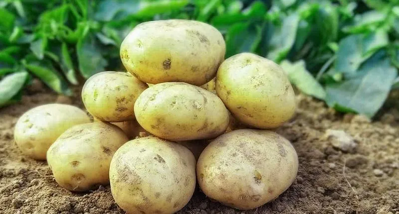 Nawożenie ziemniaka