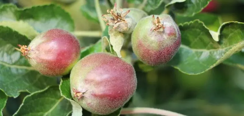 Obliczanie plonów w ogrodzie