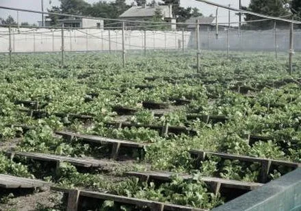 Opłacalne uprawy na wsi