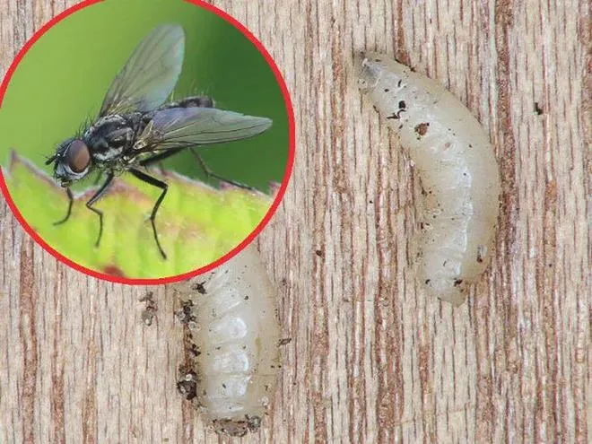 Opryski na szkodniki