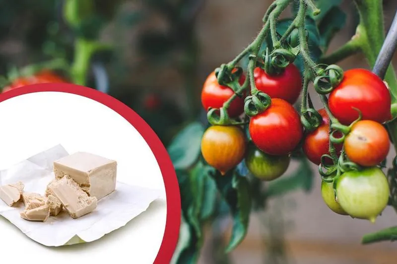 Opryski na zarazę ziemniaczaną