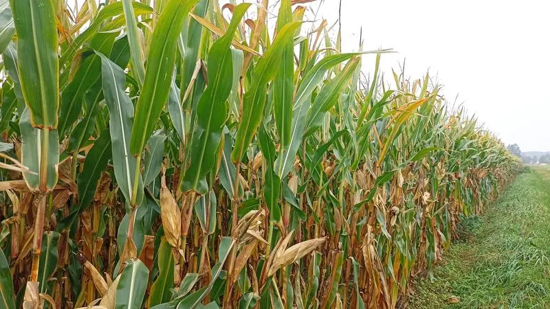 Optymalny termin siewu kukurydzy