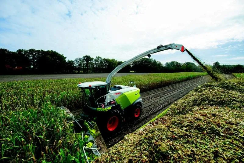 Optymalny termin zbioru kukurydzy