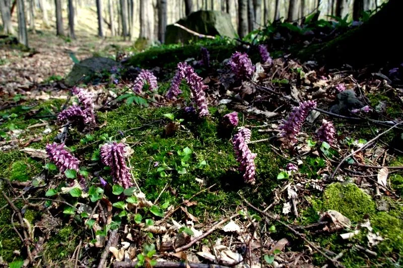 Pasożytnicza natura łuskiewnika