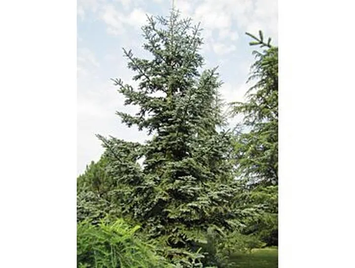 Pielęgnacja iglaków w gliniastej glebie