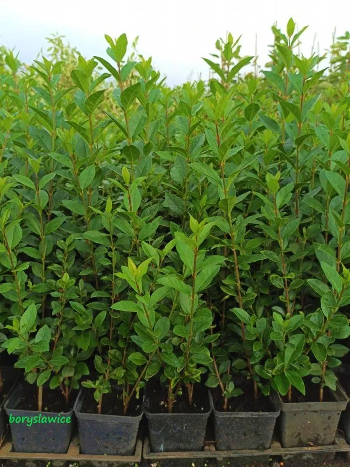 Pielęgnacja młodego ligustra