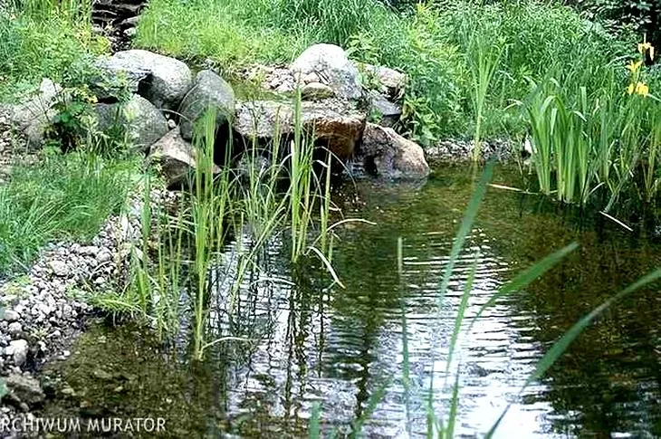 Pielęgnacja roślin