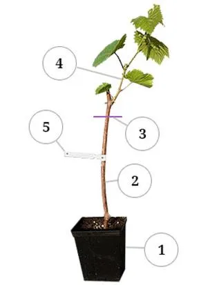 Pielęgnacja winogron