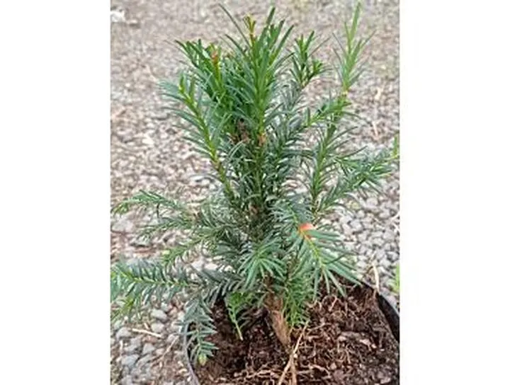 Podnoszenie pH gleby