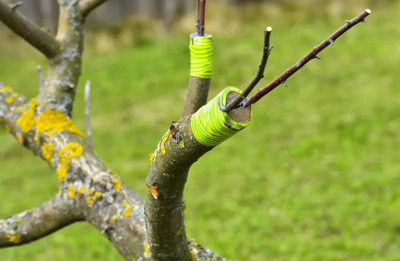 Poradnik dla początkujących ogrodników