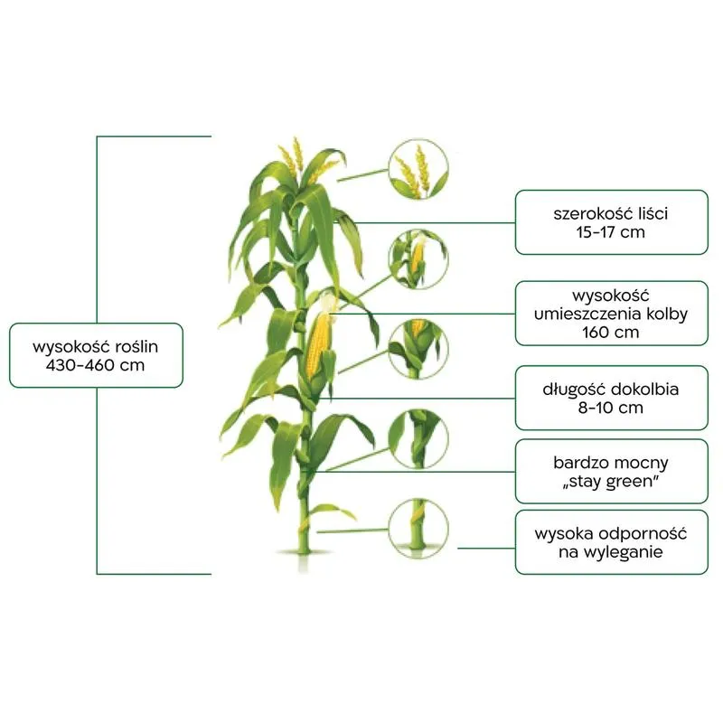 Procedury składania wniosków
