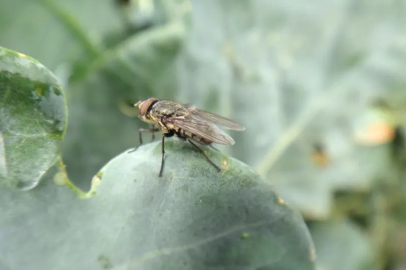 Profilaktyka upraw rolniczych