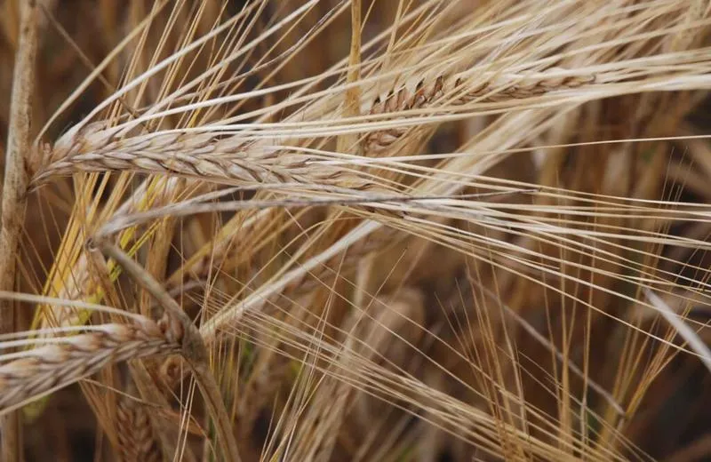 Prozdrowotne właściwości jęczmienia