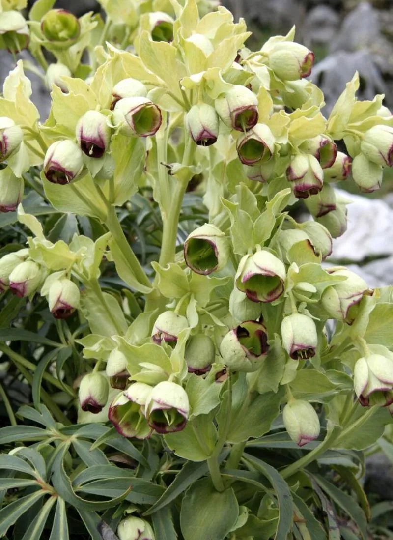 Przygotowanie gleby dla ciemiernika