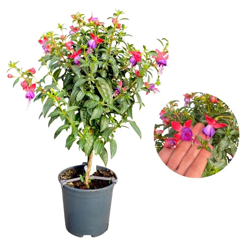 Przygotowanie podłoża do fuksji