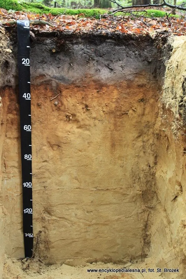 Retencja wody w glebie