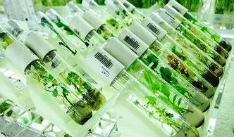 Rośliny in vitro