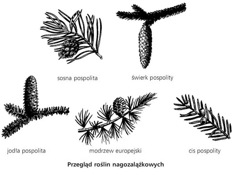 Rośliny nasienne