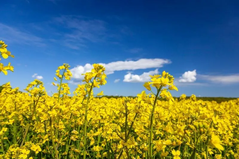 Rzepak w rolnictwie