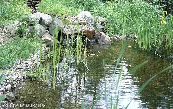 Sadzenie roślin stawowych