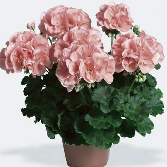 Sadzenie sadzonek pelargonii