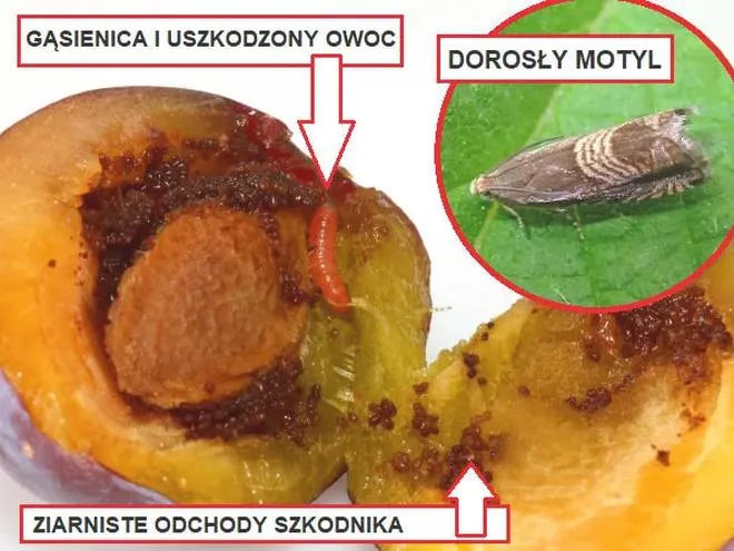 Sadzonki jabłoni i owocówka