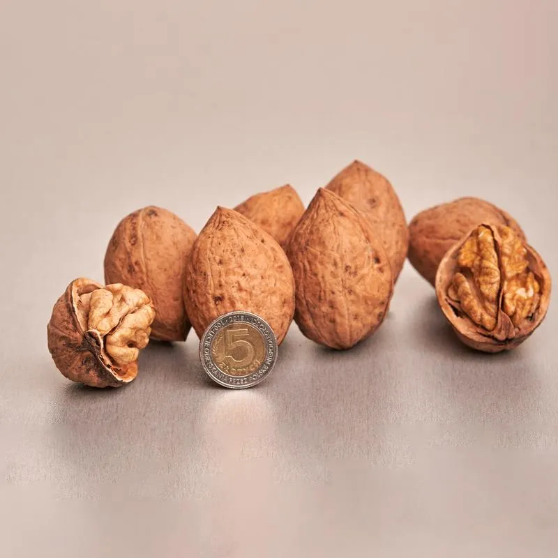 Sadzonki orzecha włoskiego