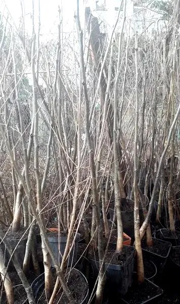 Sadzonki orzecha włoskiego