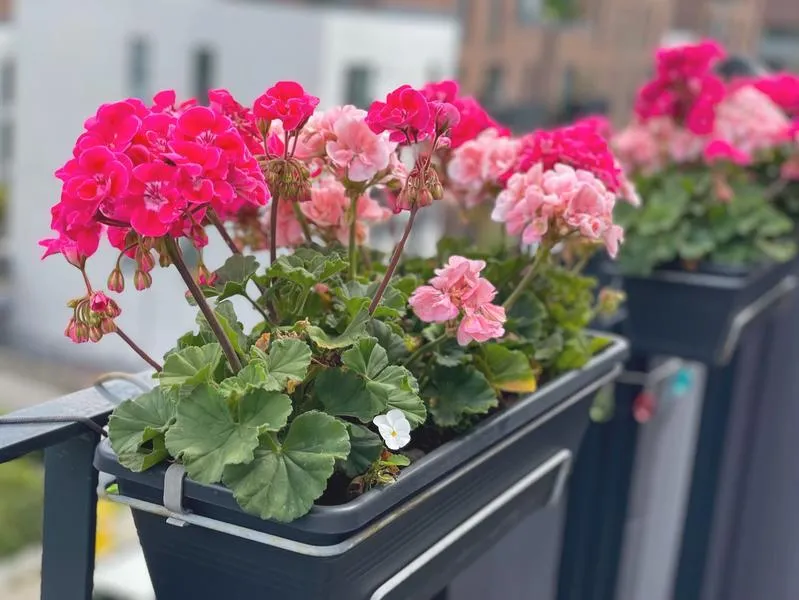 Sadzonki pelargonii