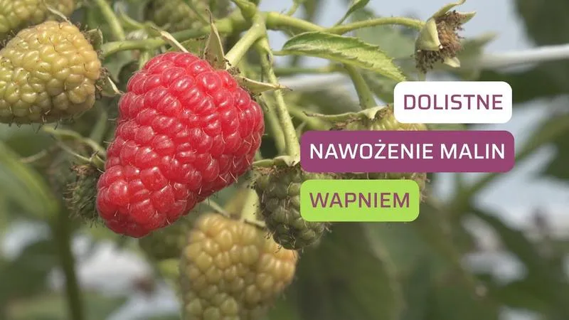 Składniki nawozów dla malin