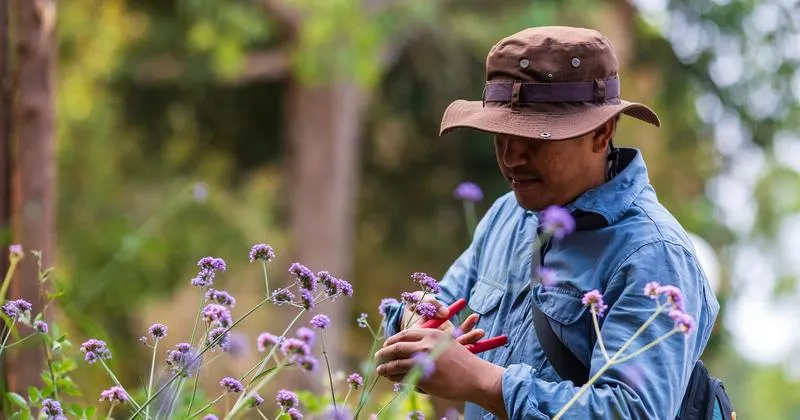 Składniki odżywcze dla werbeny