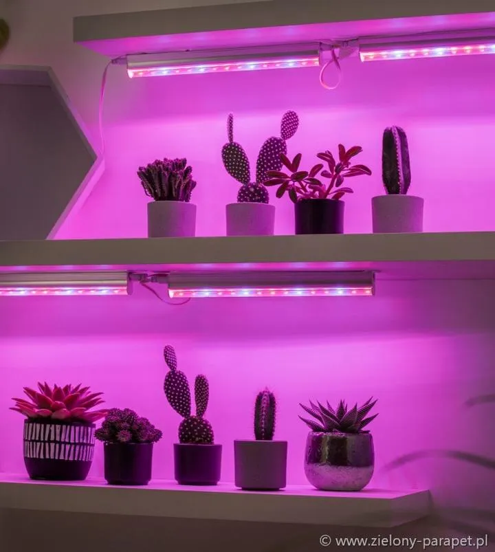 Spektrum światła dla roślin