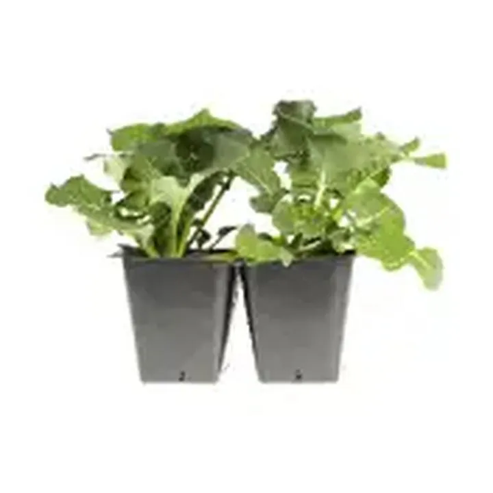 Szkółki i centra ogrodnicze